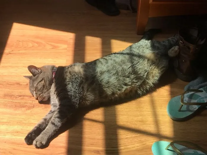 People Are Posting Pics Of Their Cats Stretching, And It’s Hilarious (198 Pics)