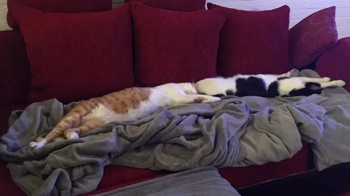 People Are Posting Pics Of Their Cats Stretching, And It’s Hilarious (198 Pics)