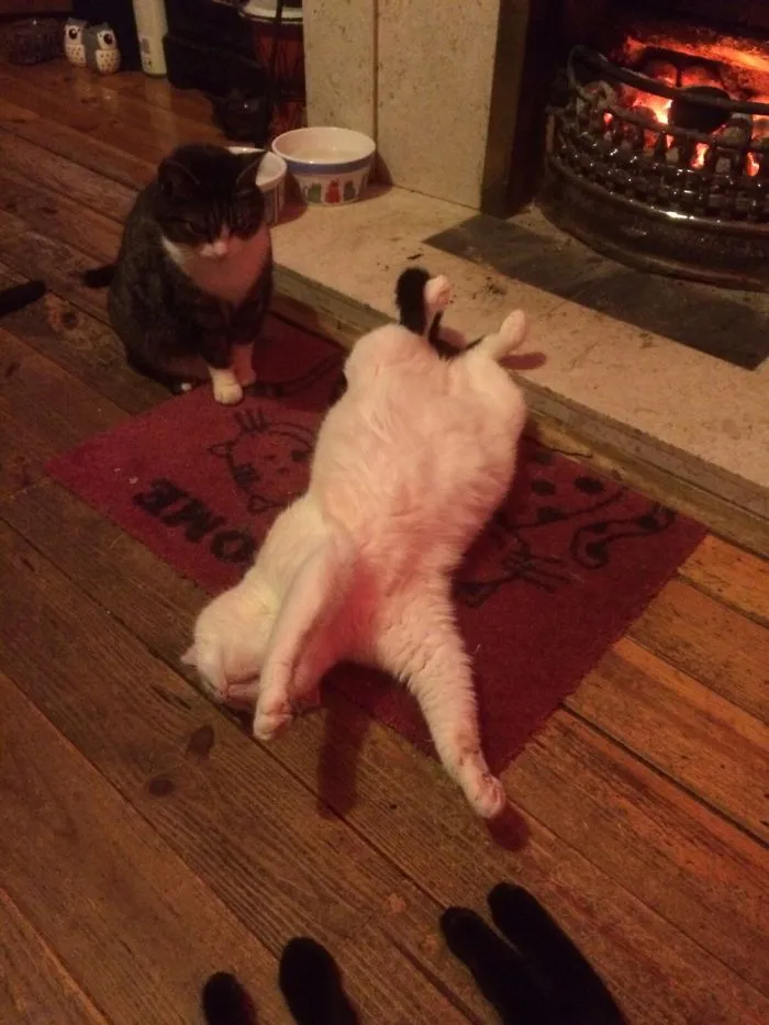 People Are Posting Pics Of Their Cats Stretching, And It’s Hilarious (198 Pics)