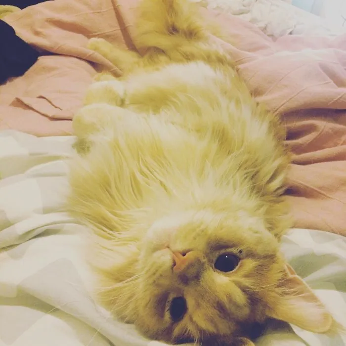 People Are Posting Pics Of Their Cats Stretching, And It’s Hilarious (198 Pics)