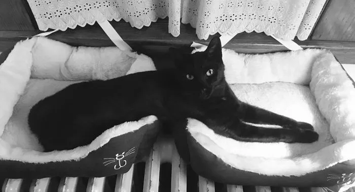 People Are Posting Pics Of Their Cats Stretching, And It’s Hilarious (198 Pics)