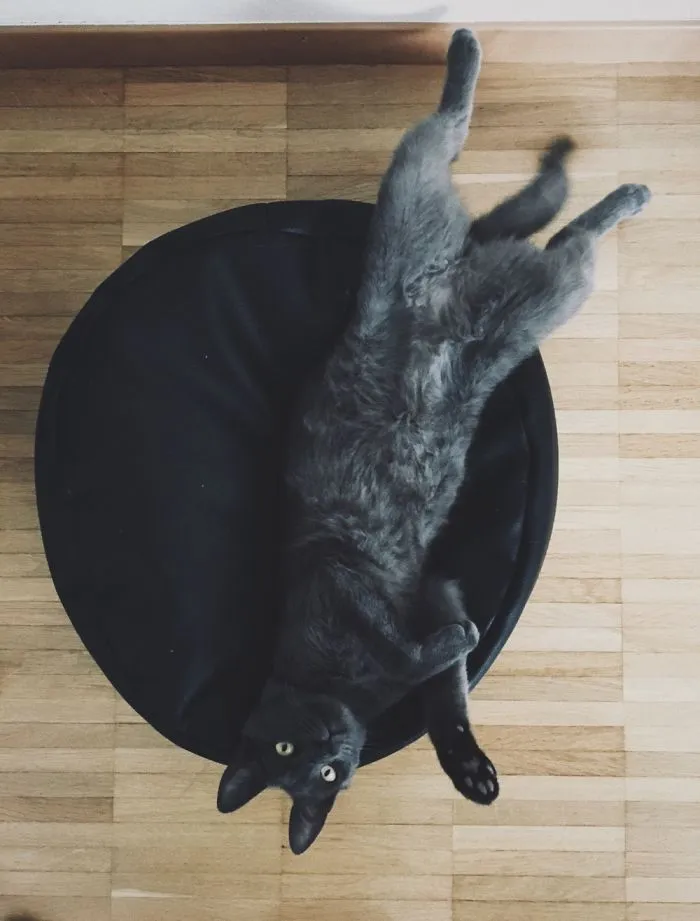 People Are Posting Pics Of Their Cats Stretching, And It’s Hilarious (198 Pics)
