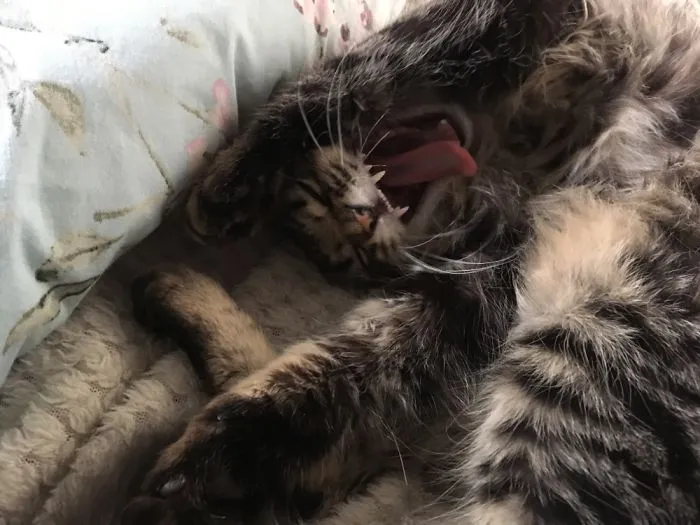 People Are Posting Pics Of Their Cats Stretching, And It’s Hilarious (198 Pics)