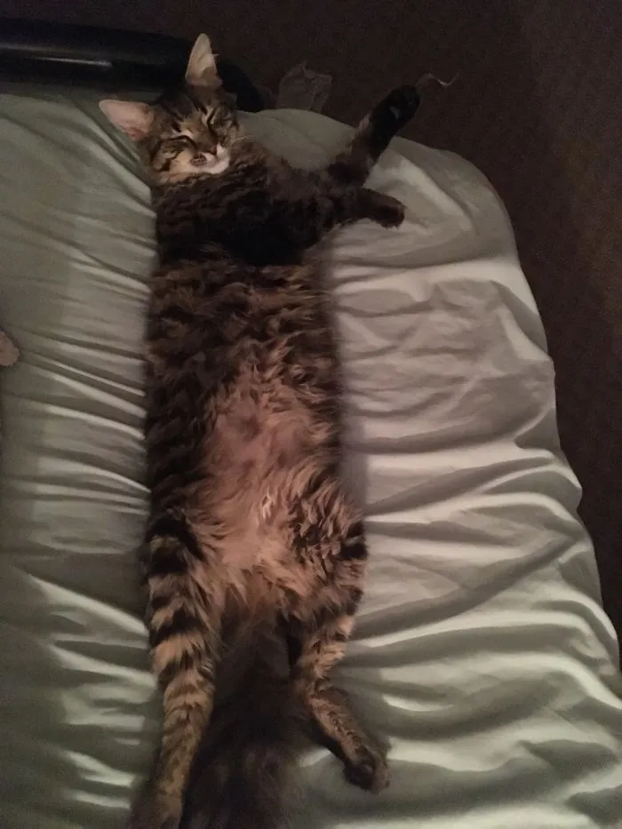 People Are Posting Pics Of Their Cats Stretching, And It’s Hilarious (198 Pics)