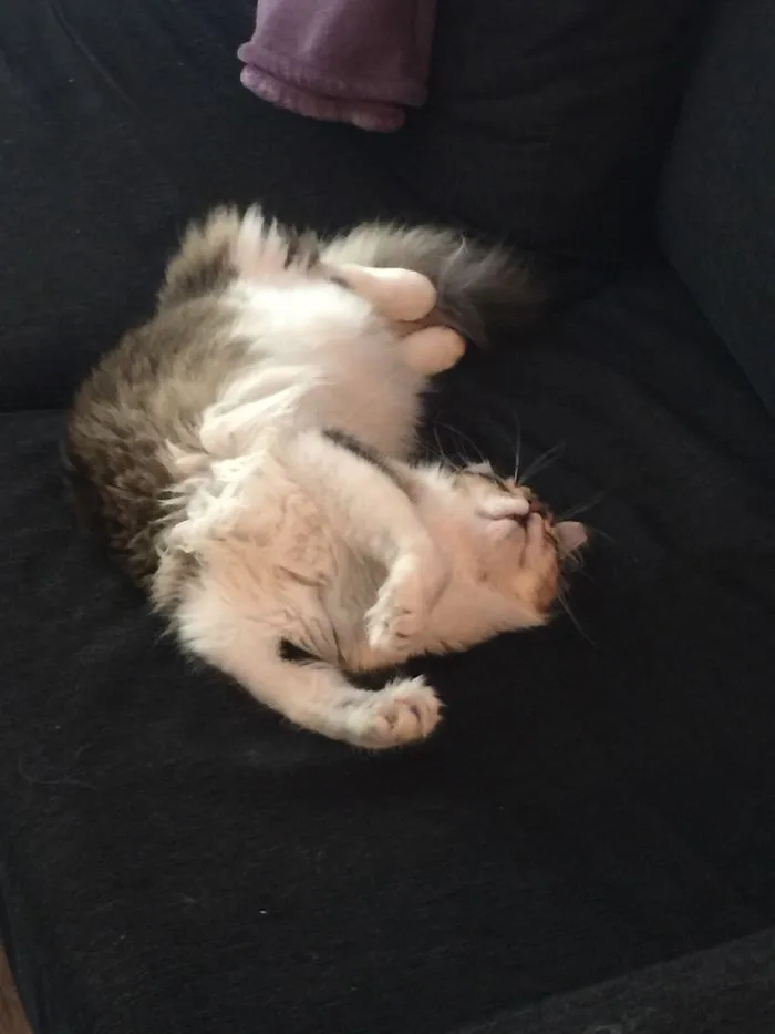 People Are Posting Pics Of Their Cats Stretching, And It’s Hilarious (198 Pics)