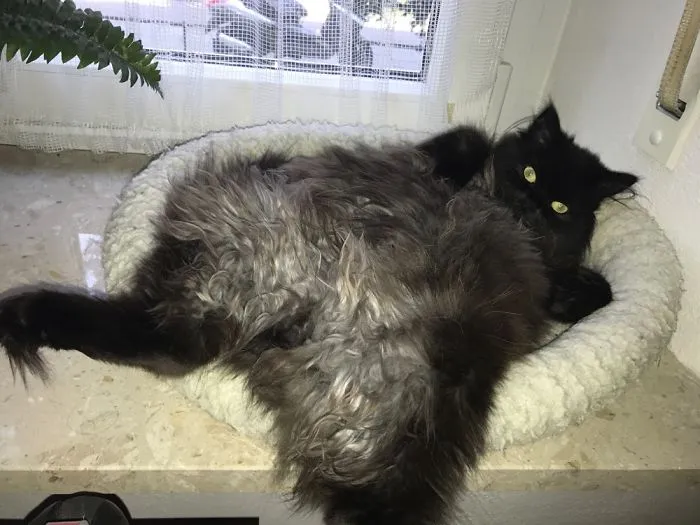 People Are Posting Pics Of Their Cats Stretching, And It’s Hilarious (198 Pics)