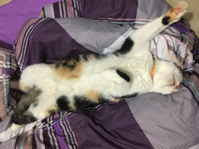 People Are Posting Pics Of Their Cats Stretching, And It’s Hilarious (198 Pics)