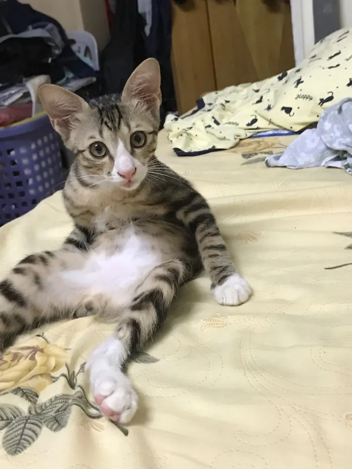 People Are Posting Pics Of Their Cats Stretching, And It’s Hilarious (198 Pics)