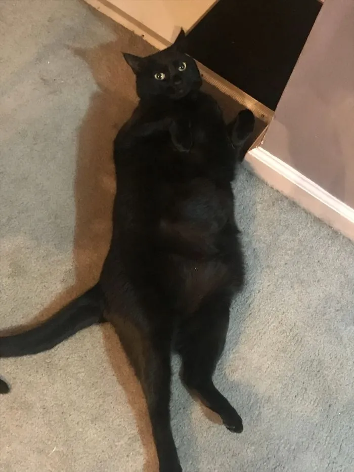 People Are Posting Pics Of Their Cats Stretching, And It’s Hilarious (198 Pics)