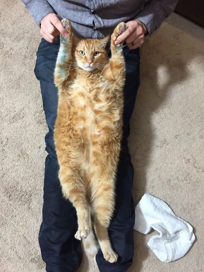 People Are Posting Pics Of Their Cats Stretching, And It’s Hilarious (198 Pics)
