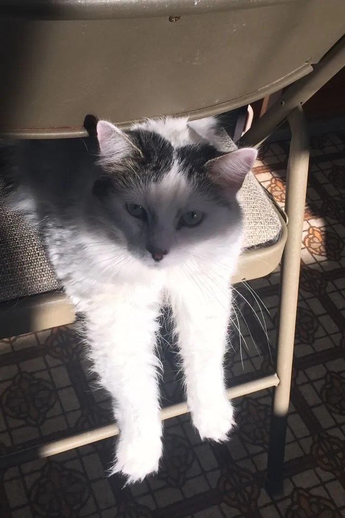 People Are Posting Pics Of Their Cats Stretching, And It’s Hilarious (198 Pics)