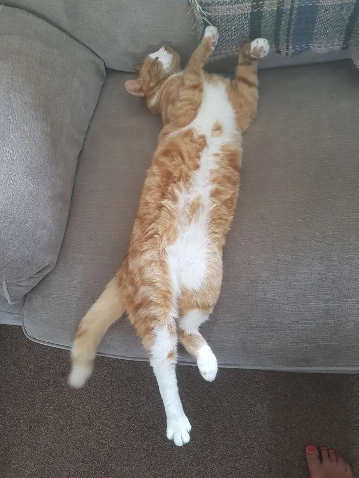 People Are Posting Pics Of Their Cats Stretching, And It’s Hilarious (198 Pics)