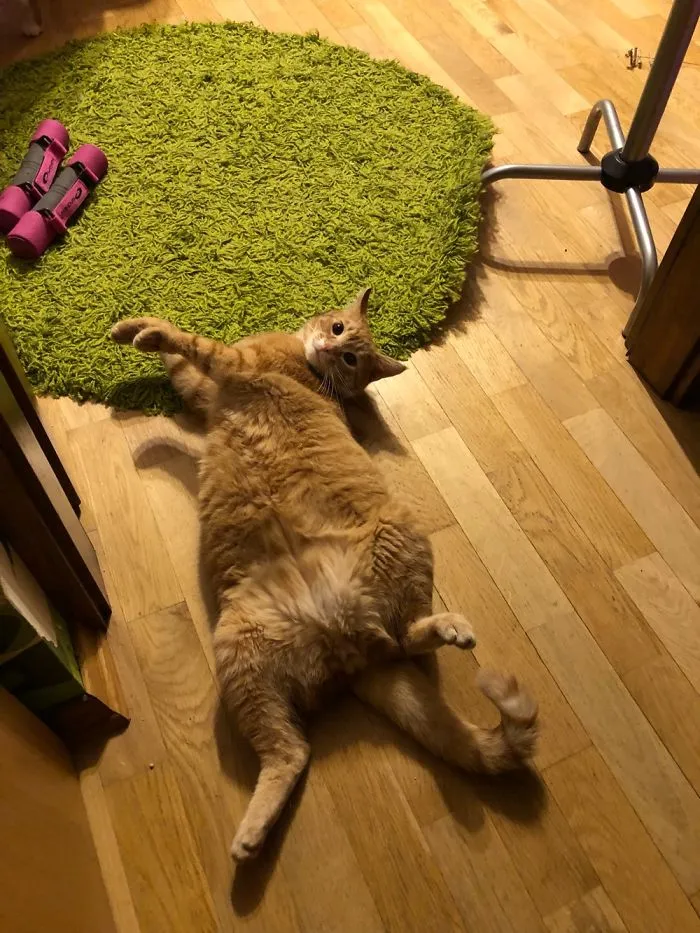 People Are Posting Pics Of Their Cats Stretching, And It’s Hilarious (198 Pics)