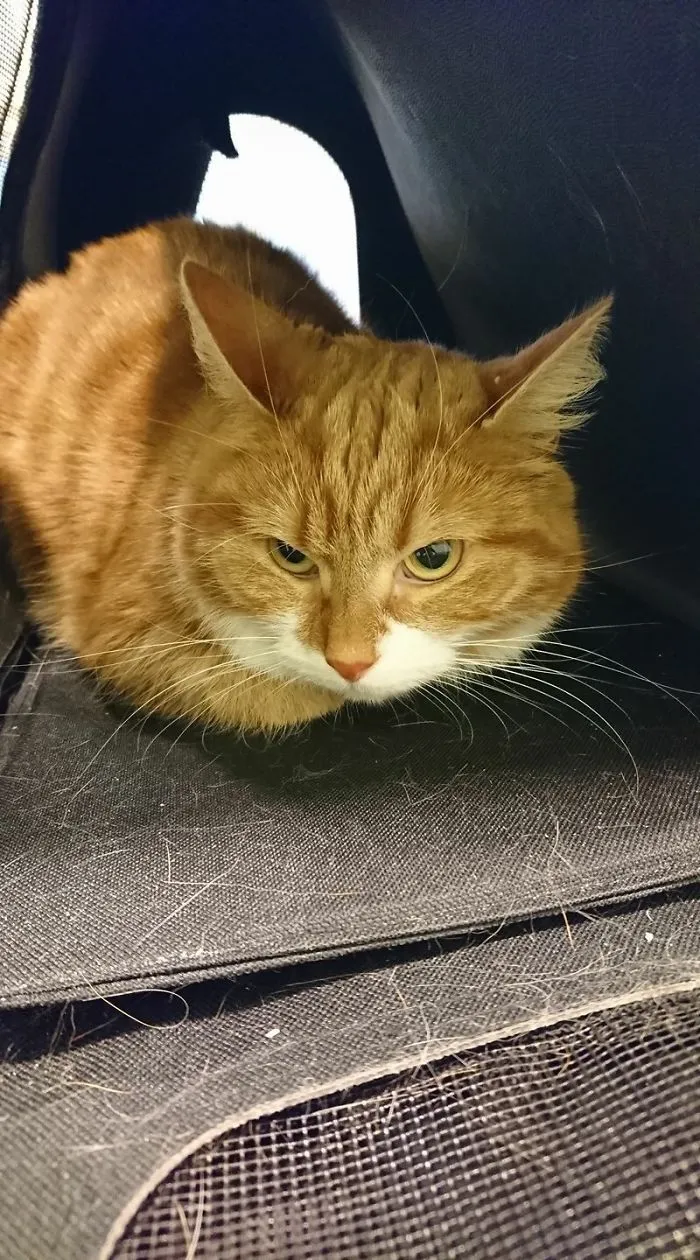 When Your Cat Gives You The Stare.