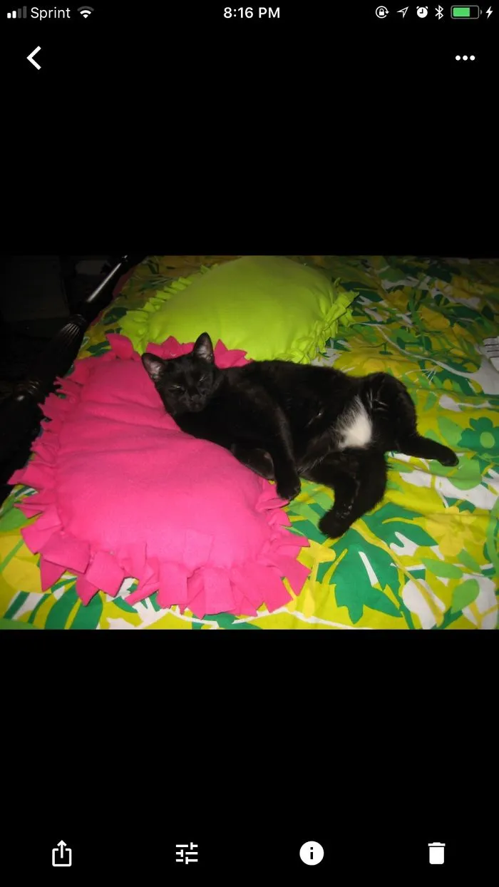 People Are Posting Pics Of Their Cats Stretching, And It’s Hilarious (198 Pics)
