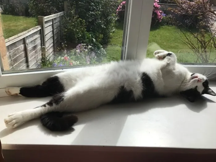 People Are Posting Pics Of Their Cats Stretching, And It’s Hilarious (198 Pics)