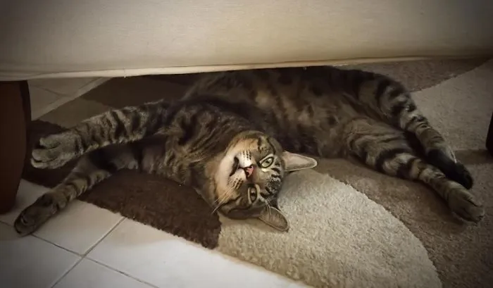 People Are Posting Pics Of Their Cats Stretching, And It’s Hilarious (198 Pics)