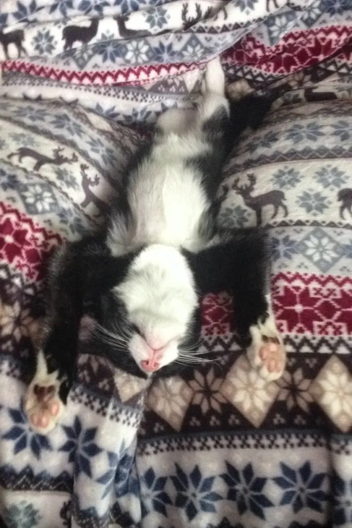 People Are Posting Pics Of Their Cats Stretching, And It’s Hilarious (198 Pics)