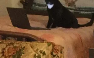 Get A Cat They Said, It Will Be Fun They Said… (Add Yours)