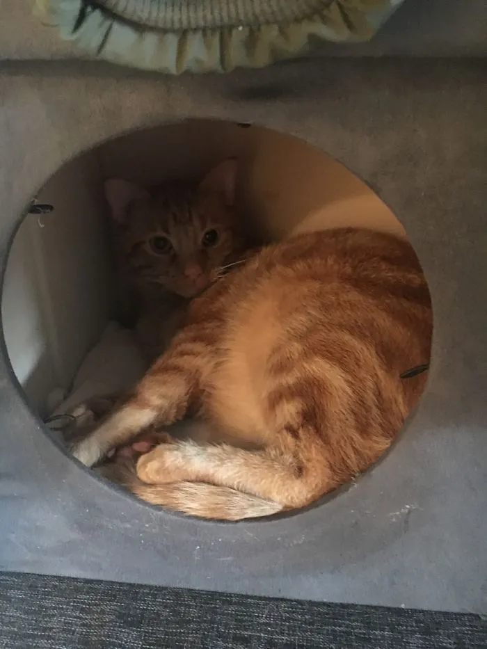 After Knocking Over All The Plants....he Hid Out