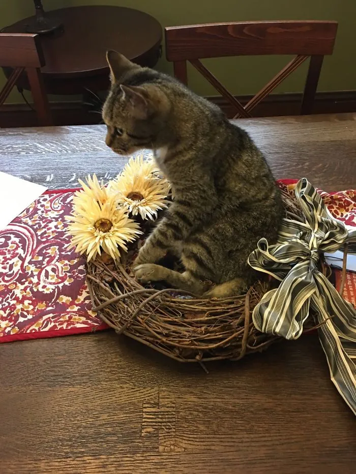 Helping Mom With Her Decorating.