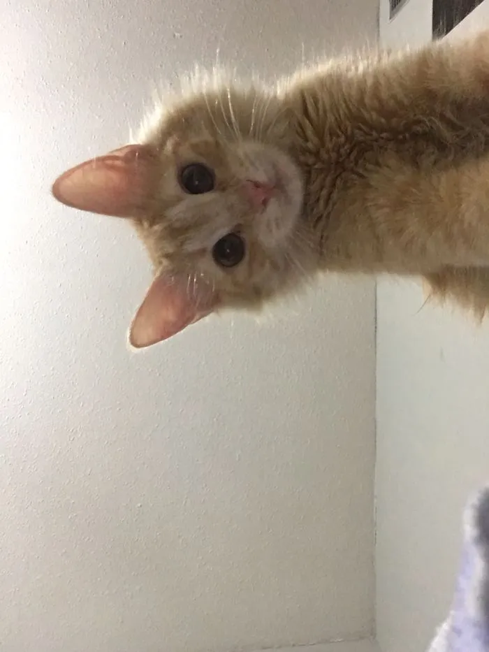My Cat Sweden Took Her Own Selfie While I Was Not Looking...