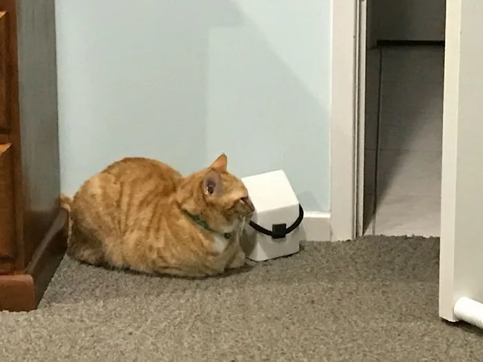 My Cat Loafing