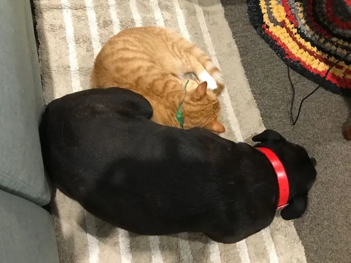 Bffs - Best Fur Friends