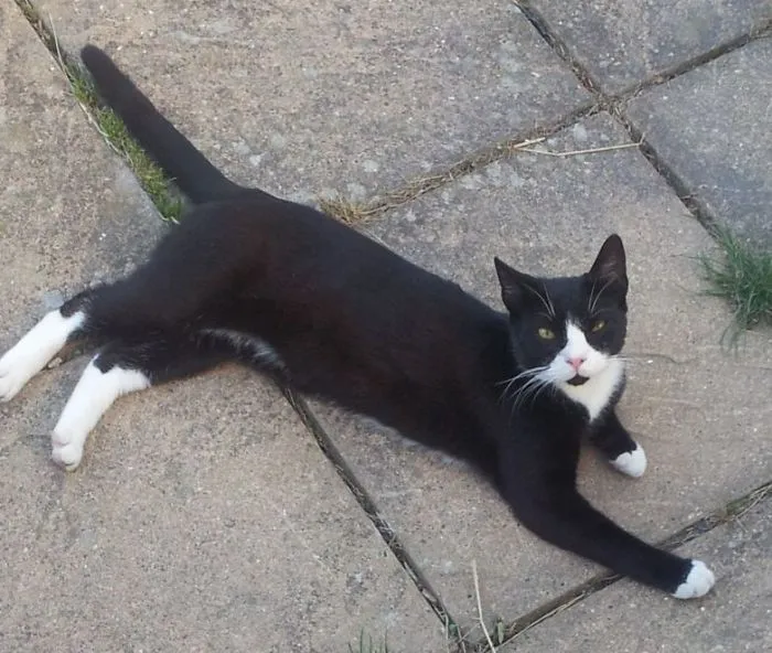 People Are Posting Pics Of Their Cats Stretching, And It’s Hilarious (198 Pics)