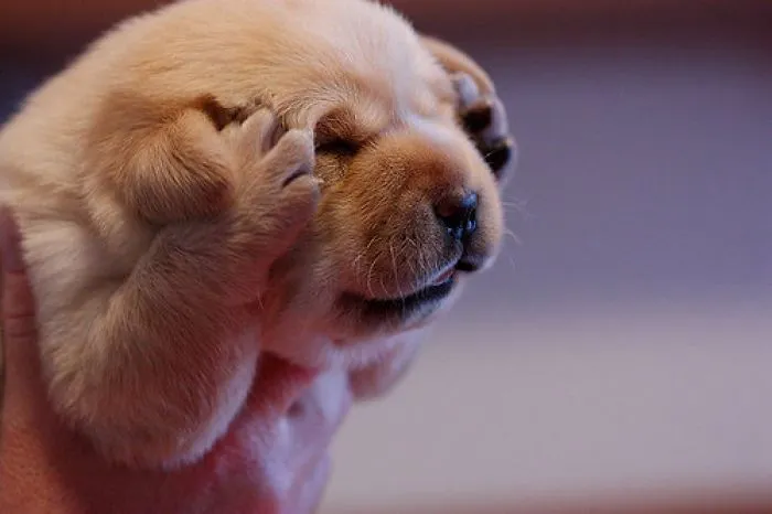 Voy a ser un labrador muy guapo