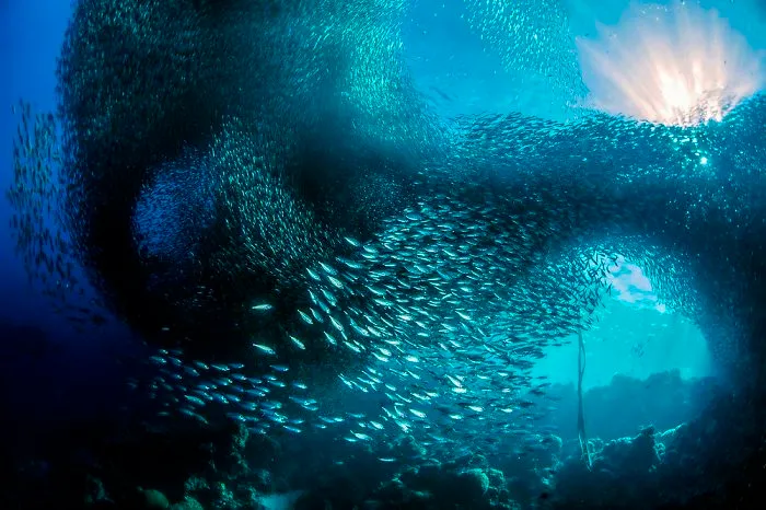 Sardines In The Sun, Natural World Finalist