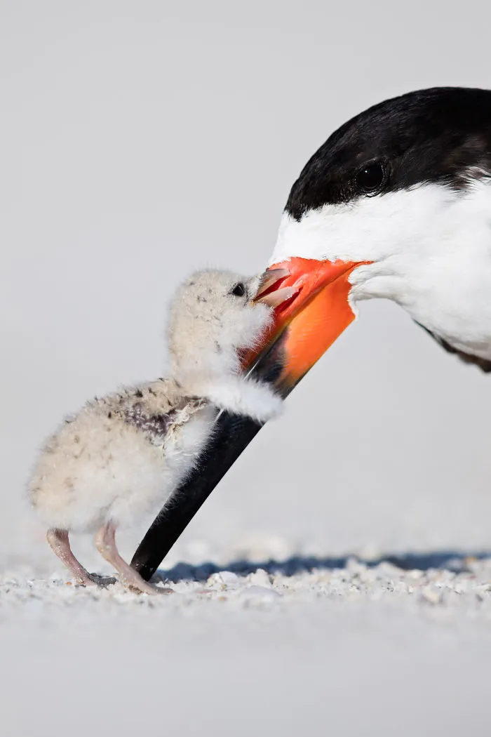 Affection, Natural World Finalist