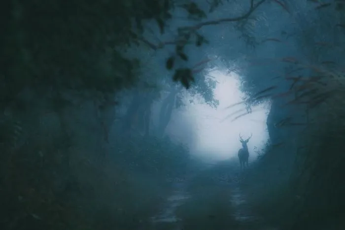 Soul Of The Winter Woods, Altered Images Finalist