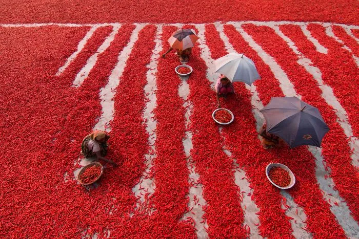 Red Chili Pepper Pickers, Travel Finalist