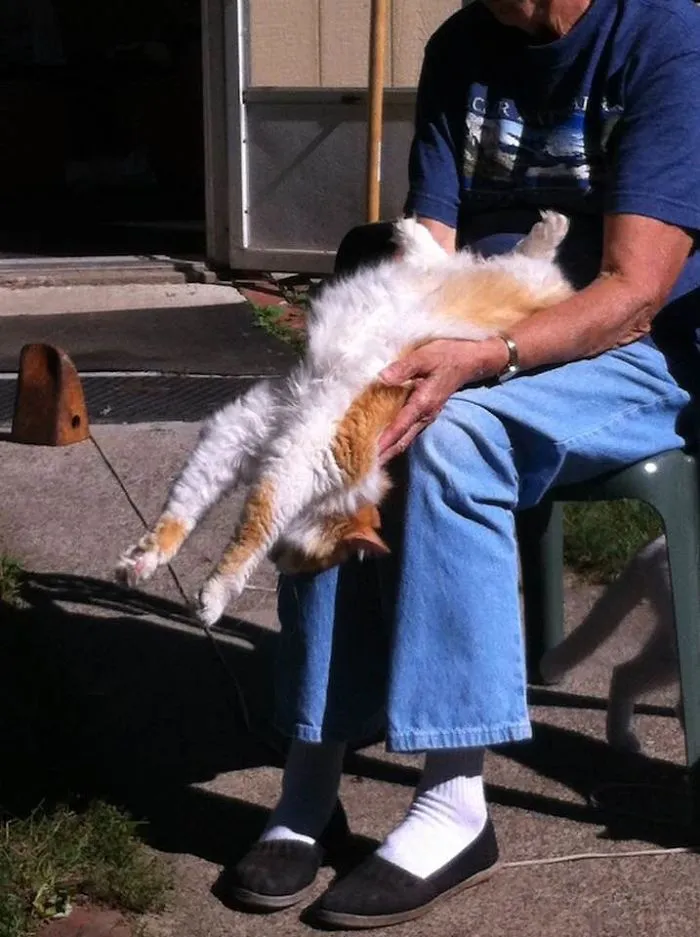 People Are Posting Pics Of Their Cats Stretching, And It’s Hilarious (198 Pics)