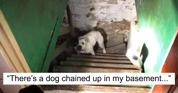 Man Moving Into A New House Finds A Dog Left Behind In The Basement, And The Dog's Reaction Says It All
