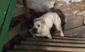 Man Moving Into A New House Finds A Dog Left Behind In The Basement, And The Dog's Reaction Says It All