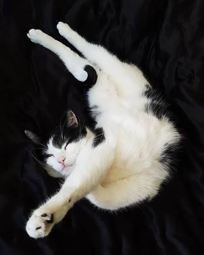 People Are Posting Pics Of Their Cats Stretching, And It’s Hilarious (198 Pics)