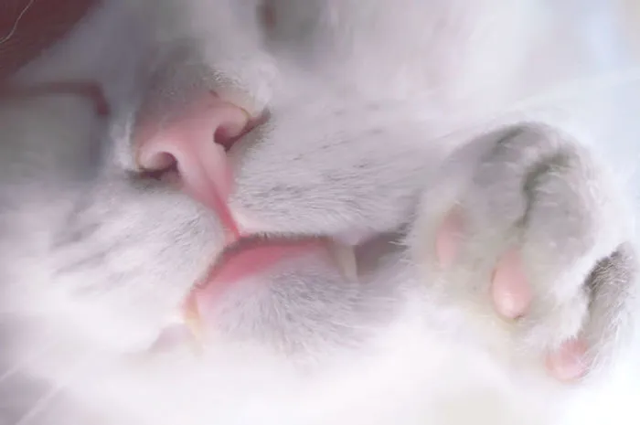 93 Close-Ups Of Cat Noses To Make Your Day