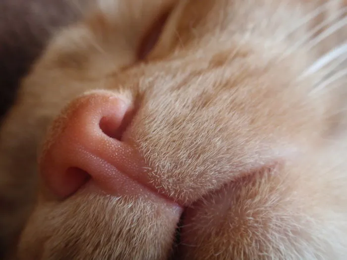 93 Close-Ups Of Cat Noses To Make Your Day