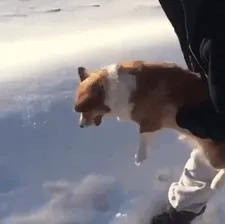 Corgi saltando de un avión