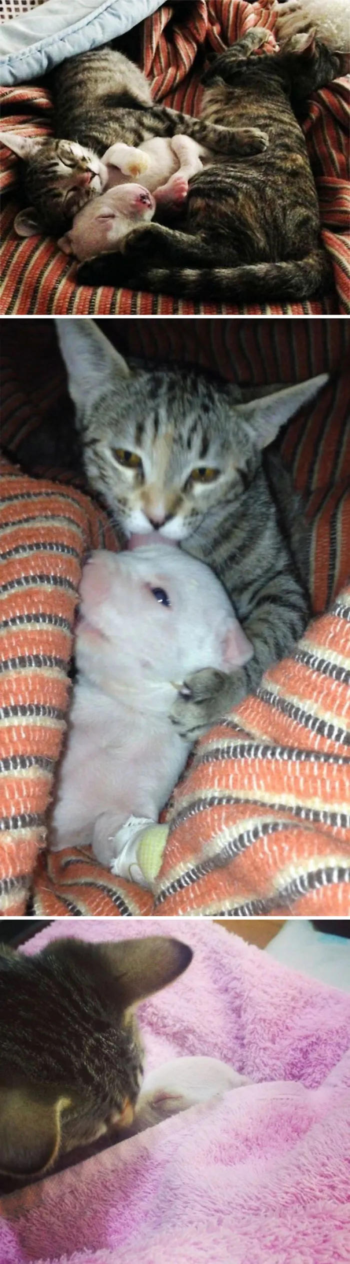 My Cats Adopted A 3-Legged Puppy Whose Mom Tried To Eat Him