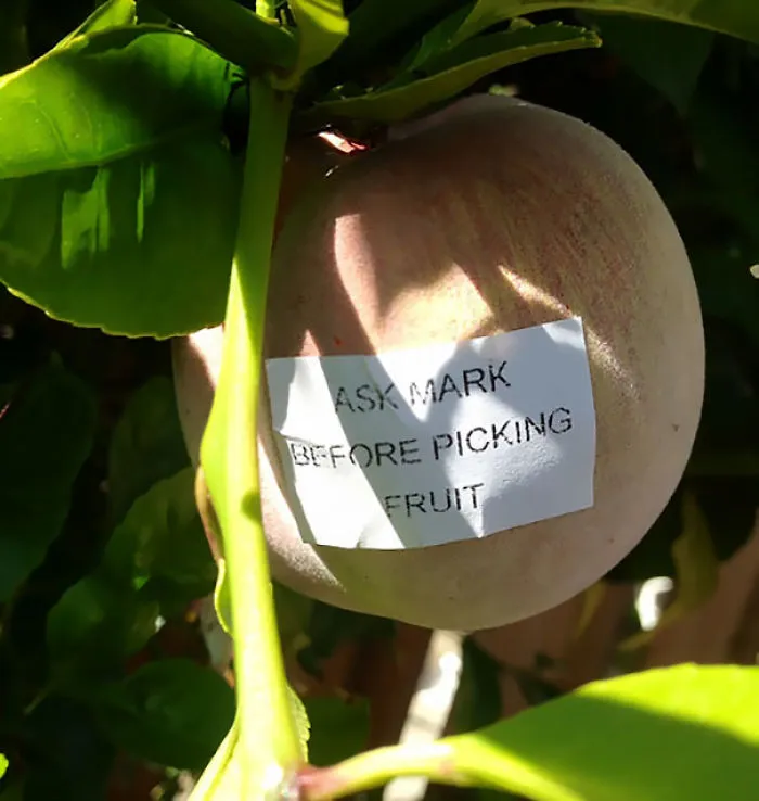 Pide permiso a Mark antes de coger fruta