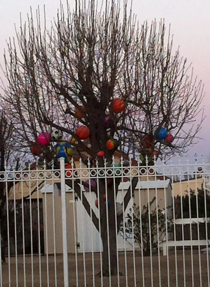Cada vez que se cuela una pelota en su jardín, la pone en el árbol para que nadie pueda recuperarlas