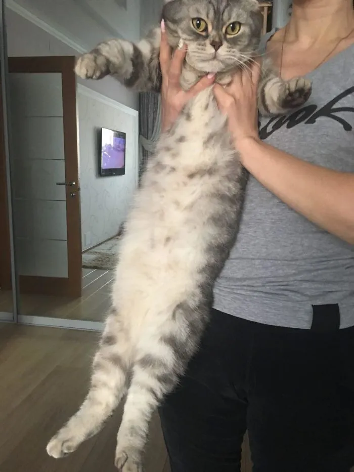 People Are Posting Pics Of Their Cats Stretching, And It’s Hilarious (198 Pics)