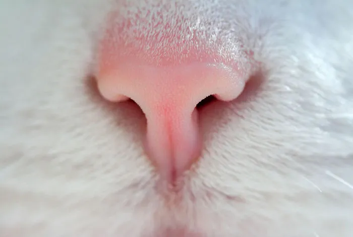 93 Close-Ups Of Cat Noses To Make Your Day
