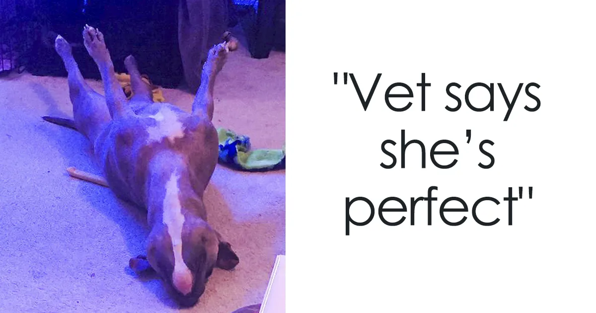Meet Leela, The Weirdest Pit Bull In The World Who Acts So Strangely Even Vets Can't Explain It