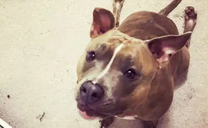 Meet Leela, The Weirdest Pit Bull In The World Who Acts So Strangely Even Vets Can't Explain It