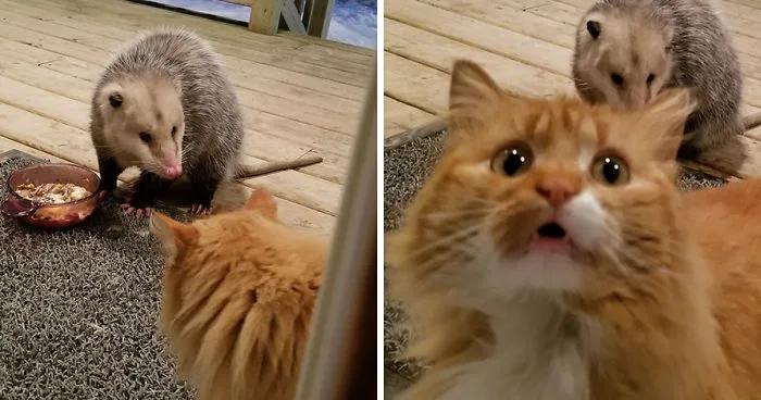 Possum Tries To Steal Cat’s Food, And Cat’s Reaction Is Priceless (7 Pics)