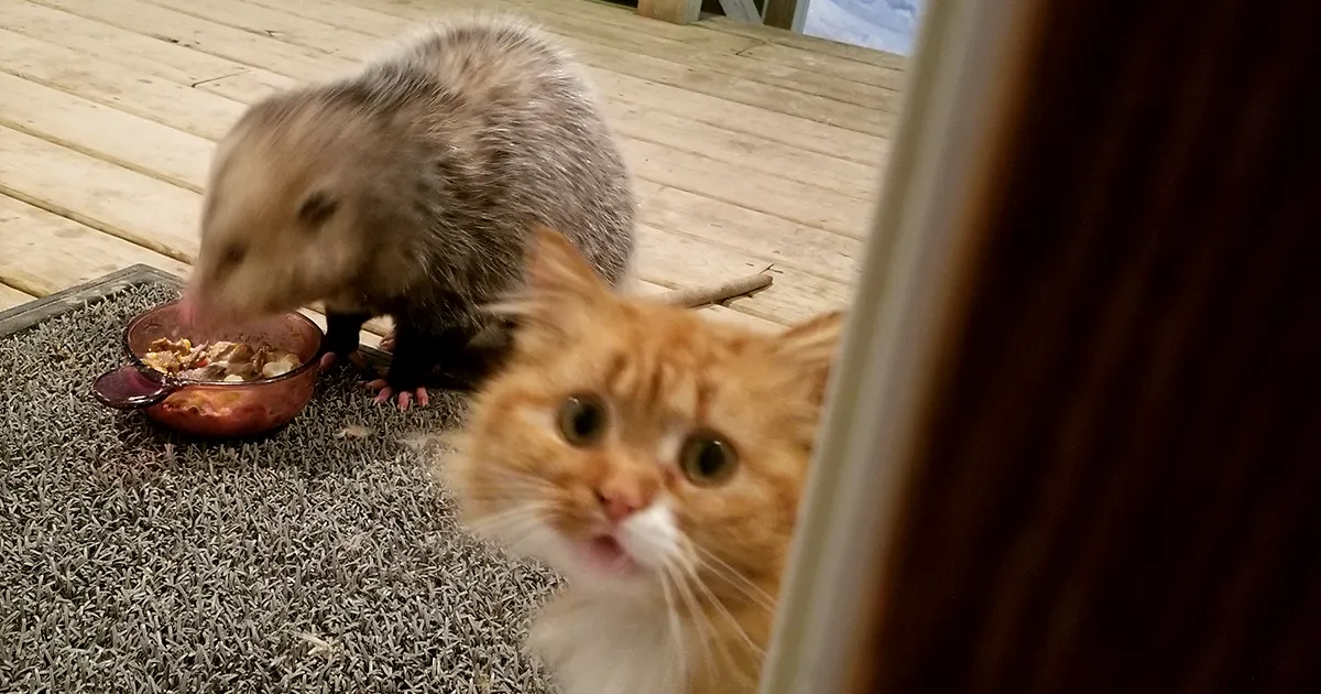 Esta zarigüeya le robó su comida a un gato, y su reacción mejora tras cada foto